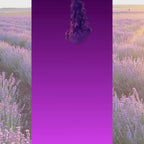 SAMEILI Lavender Car Wax Perfume